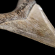 Diente de Megalodon
